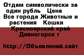 Отдам символически за один рубль › Цена ­ 1 - Все города Животные и растения » Кошки   . Красноярский край,Дивногорск г.